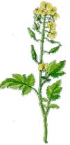 JAKOŚĆ DLA PROFESJONALISTÓW 21 Owies Oat Avoine Avena Gorczyca Mustard Moutarde Sinapis Alba Lucerna Alfalfa Luzerne Medicago Sativa Koniczyna czerwona Red Clover Trèfle Rouge Trifolium Ilość kg/min.