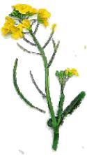 JAKOŚĆ DLA PROFESJONALISTÓW 22 Facelia Phacelia Phacélie Rzepak Rape Colza Mak Poppy Pavot Groch Pea Pois Phacelia tanacetifolia Brassica Napus Papaver Pisum sativum Ilość kg/min.