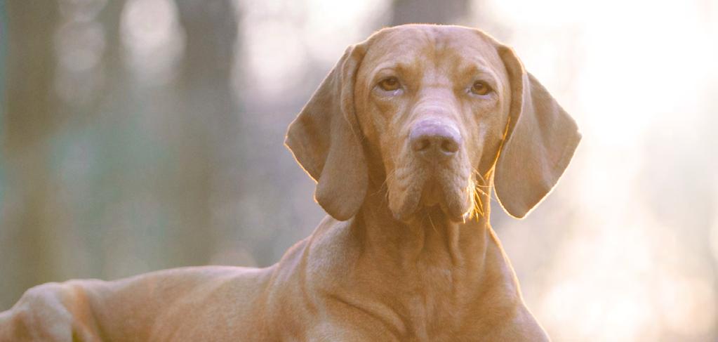 TROPIDOG Karmy i oleje dla psów TROPIDOG Senior All Breeds Rich in TURKEY, with RICE wysokiej jakości kompletna i zbilansowana karma dla starszych psów (powyżej 7.