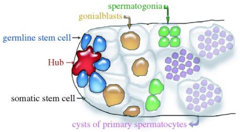 płciowej centrum organizacyjne stanowią liczne komórki Sertolego Drosophila w germarium znajdują się