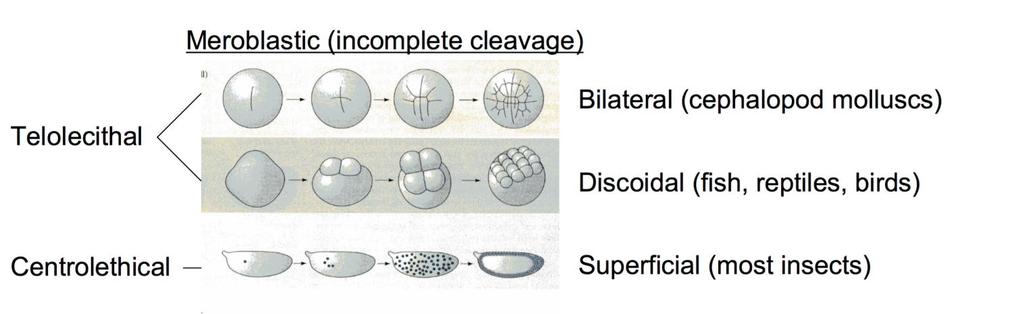 bezczaszkowce) Spiralne (pierścienice, mięczaki, robali płaskie) równomiernie Bilateralne (osłonice) Rotacyjne (ssaki, nicienie) nie-równomiernie biegun wegetatywny