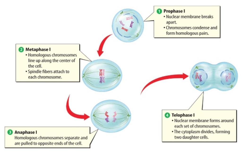 Gamety powstają w czasie mejozy czyli podziału redukującego liczbę chromosomów PIERWSZY PODZIAŁ MEJOTYCZNY PROFAZA I Zanika otoczka jądrowa, chromosomy kondensują i układają się parami METAFAZA I