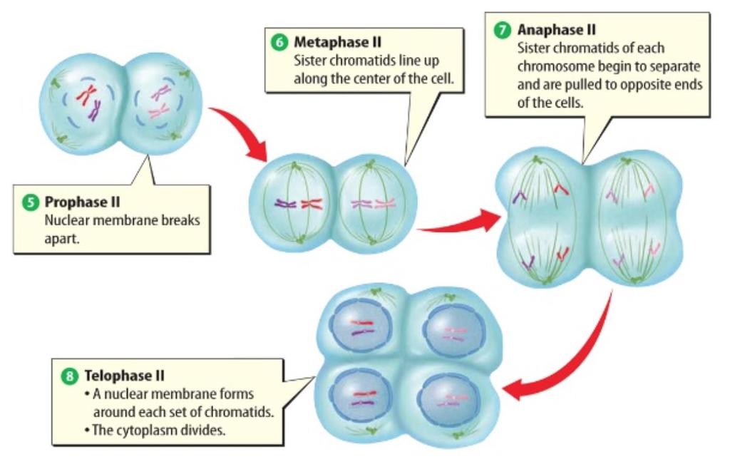 Gamety powstają w czasie mejozy czyli w konsekwencji podziału mejotycznego DRUGI PODZIAŁ MEJOTYCZNY METAFAZA II Chromatydy siostrzane układają się w centrum ANAFAZA II Chromatydy siostrzane