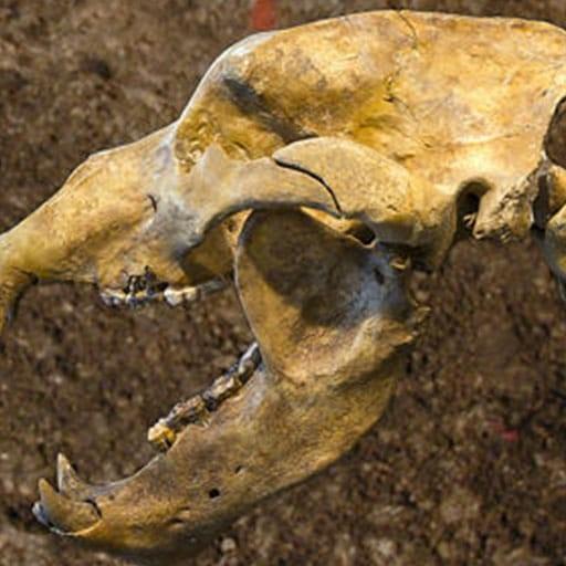 Archeologia Odkop skarby zakopane w piasku.
