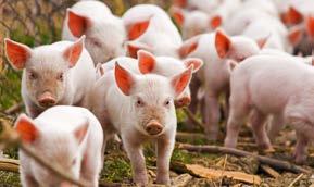 Usługi > Poszukiwanie, odkrywanie i kontaktowanie Strona internetowa z przyjazną bazą danych W 2014 roku, oficjalną stronę EIP-AGRI zastąpiła nowa interaktywna platforma, która może okazać się