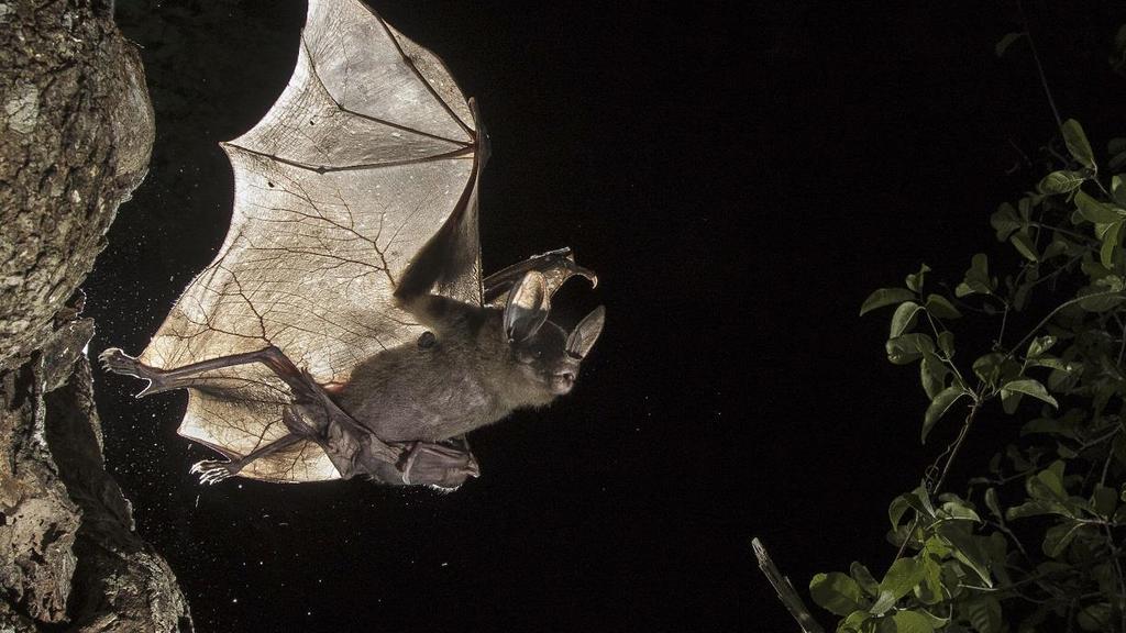 WAMPIRY Z MEKSYKU Giant Carnivorous Bats Premiera w sobotę 2 czerwca o godz. 18:00 (1x60 min) Kanał Nat Geo Wild zaprasza widzów w niezwykłą podróż na południe Meksyku.