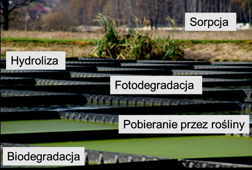 Mechanizm usuwania BPA 100 ml roztworu BPA o stężeniu 200 µg/l, trzy powtórzenia Nr eksperymentu Temperatura Naświetlanie Obecność roślin I 23±1 o C brak brak II