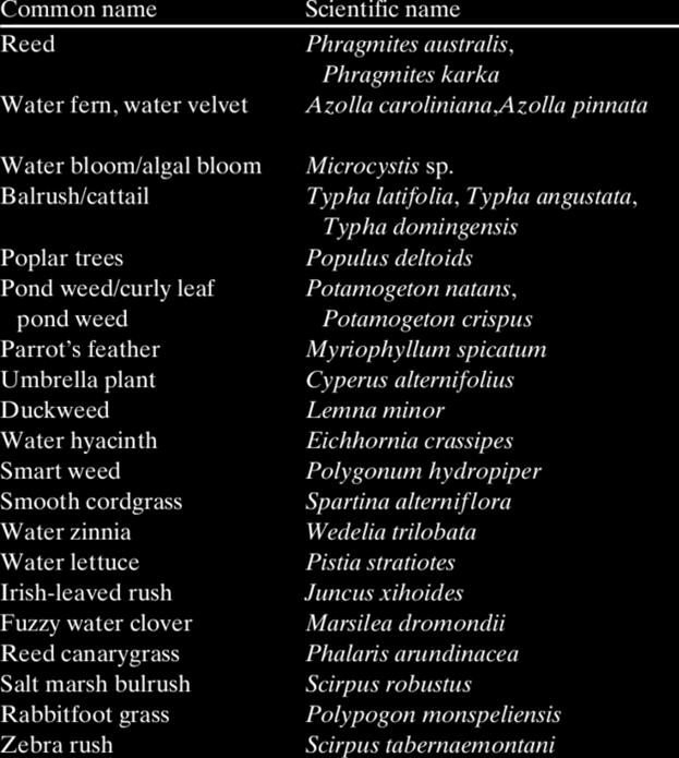 Rośliny stosowane w oczyszczalniach hydrobotaniczne Trzcina Azolla Sinice