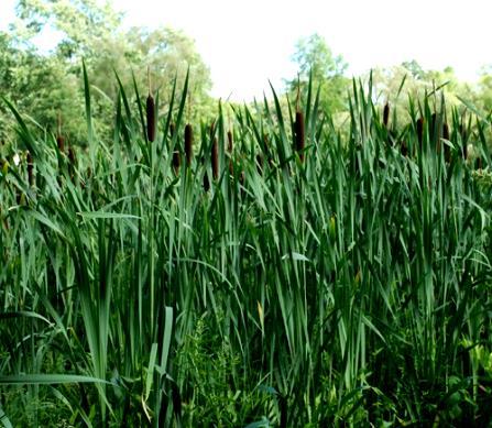 0,0354 µg/kg gleby/godz. (ciągły przepływ 2,67 µg/l) Juncus acutus * C.