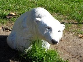 targu kupił młodą białą niedźwiedzicę i przybył z nią na promenadę. Niedźwiedzica poszarpała wówczas Włochowi spodnie. Po tym incydencie Włoch zrezygnował, a Polak święcił triumf.