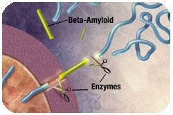 Enzymy rozcinają APP na fragmenty, w tym beta-amyloid (normalnie 40- aminokwasowy, w AD zawiera 42 aminowkasy) 3.