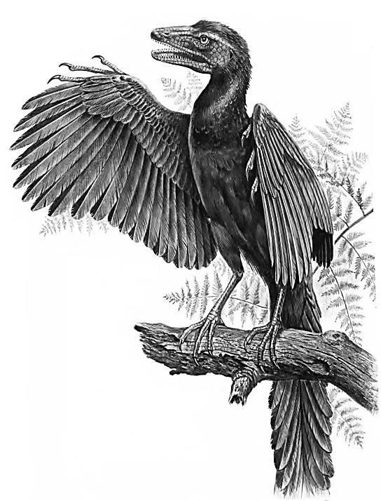 szczątków kopalnych. Szczątki tego zwierzęcia wskazują, że miał on cechy zarówno gadów, jak i ptaków. A.