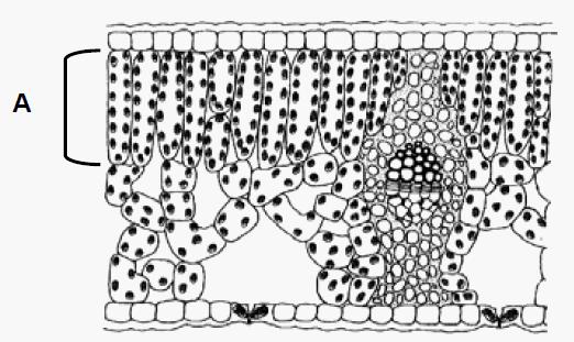 Zadanie 2. Rysunek przedstawia schemat budowy wewnętrznej liścia rośliny okrytonasiennej. A. Nazwij tkankę oznaczoną na rysunku literą A. B. Podaj funkcję, jaką pełni w liściu...... C.