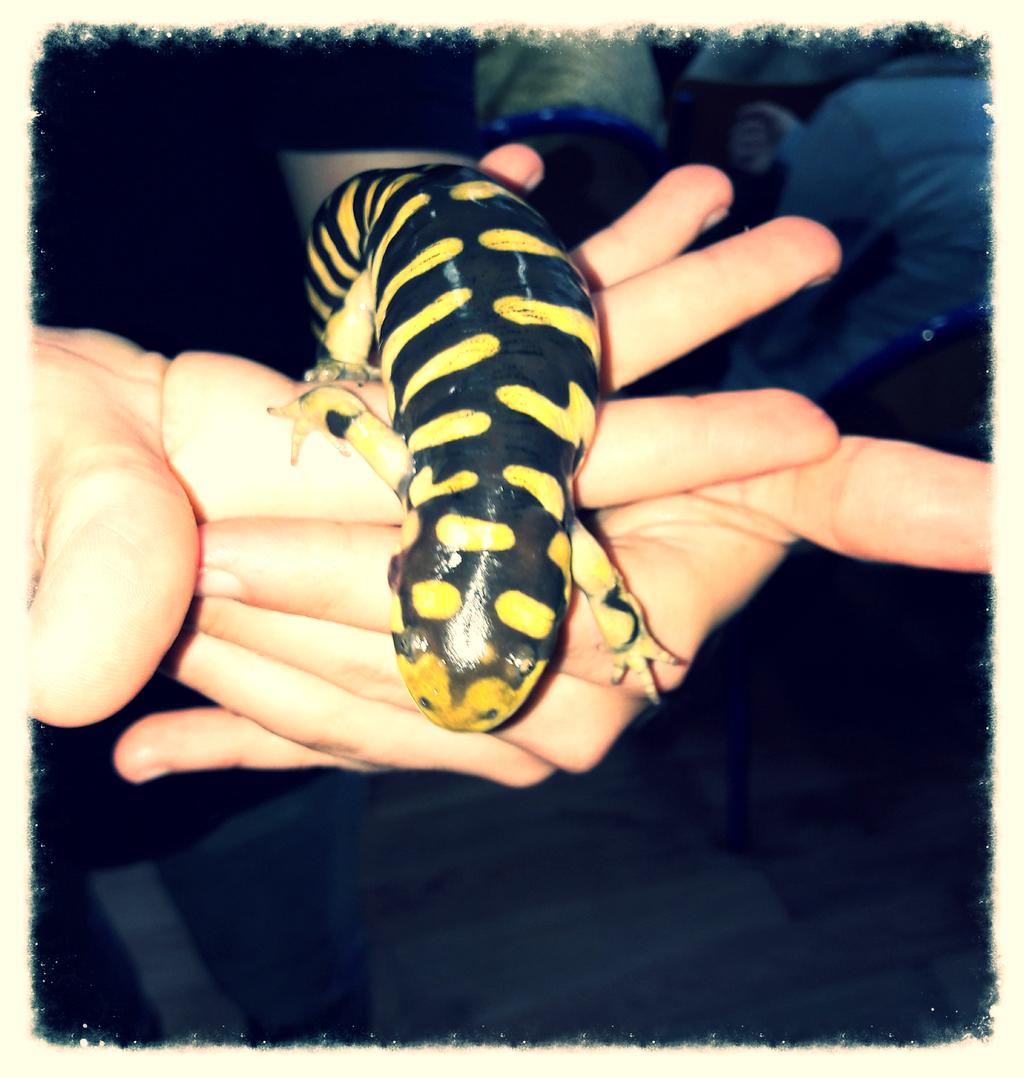 Głos Wielkopolski Numer 11 02/2018 Strona 6 wwwgloswielkopolskipl WWWJUNIORMEDIAPL SALAMANDRA PLAMISTA Salamandra plamista to największy europejski przedstawiciel płazów ogoniastych; osiąga długość