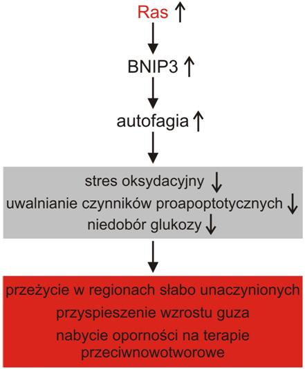 Ewelina Świderek, Leon Strządała Autofagia i białko BNIP3 w nowotworach lub mechanizm jej sprzyjający [4].