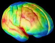 The decade-long magnetic resonance imaging (MRI) study of normal brain development, from ages 4 to 21, by researchers at NIH's National Institute of Mental Health (NIMH) and University of California