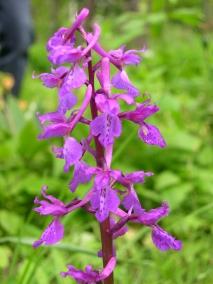 Storczyk męski Orchis mascula (O. masculus) Storczykowate Orchidaceae Cechy swoiste: Warżka o ostrodze cylindrycznej, skierowanej ku tyłowi. Przysadki błoniaste. Liście środkowe szersze.