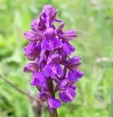 Storczyk samiczy Orchis morio Storczykowate Orchidaceae Cechy swoiste: Warżka o ostrodze odchylonej poziomo. Płatki (z wyjątkiem warżki) stulone w hełm. Warżka szersza niż długa, 3-klapowa.