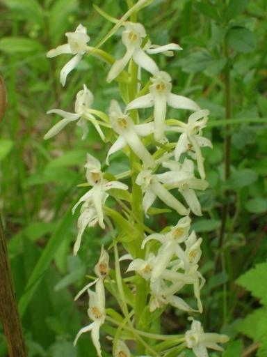 Podkolan biały Platanthera bifolia Storczykowate Orchidaceae Cechy swoiste: Kwiaty o ostrogach równowąskich, długich, silnie pachnące. Łodyga o 2 dużych, jajowatych liściach.