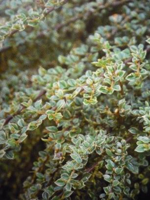 Nazwa rośliny Szczodrzeniec położony Cytisus decumbens Żarnowiec Cytisus'Dukaat' Żarnowiec Cytisus 'Hollandia' Żarnowiec Cytisus 'Lena' Żarnowiec Cytisus 'Luna' Żarnowiec czerniejący Cytisus