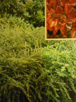 Irga karłowata Cotoneaster perpusillus Niski, poziomo rozpościerający się krzew, z charakterystycznymi rozgałęzieniami, podobnymi do ości ryby. Dorasta do 30 cm wys.
