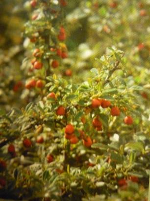 Irga szwedzka Cotoneaster x suecicus 'Coral Beauty' (C. dammeri 'Coral Beauty') Karłowy krzew o leżących na ziemi, długich, wygiętych pędach. Osiąga 60 cm wys.