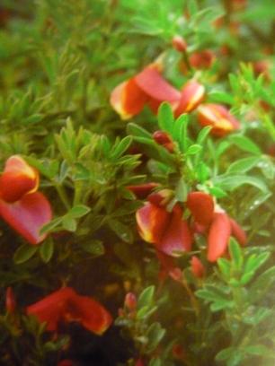 Żarnowiec Cytisus 'Burkwoodii' Krzew o zwartym, szerokim pokroju. Wys. i szer. ok. 1,5 m. Kwiaty motylkowate, karminowoczerwone, ze złoto obrzeżonym żagielkiem, ułożone wzdłuż pędów.