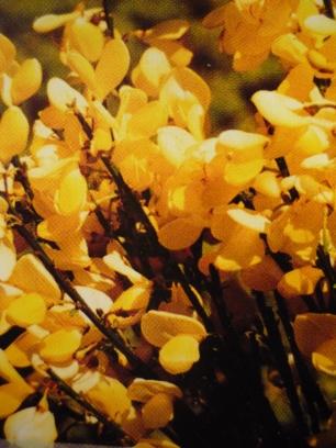 Żarnowiec Cytisus'Dukaat' Nieduży, miotlasty krzew z wyprostowanymi pędami. Dorasta do 1,5 m wys. Liście wąsko lancetowate, jasnozielone. Kwiaty intensywnie żółte, IV-V.