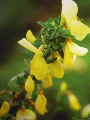 Żarnowiec Cytisus 'Luna' Miotlasty krzew ze sztywno wyprostowanymi, gęsto rozgałęzionymi pędami, dorastający do 1,5 m wys. Liście wąsko lancetowate, jasnozielone.