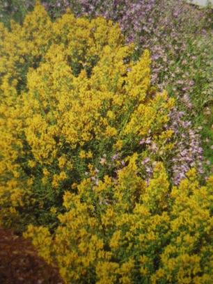 Janowiec barwierski Genista tinctoria 'Royal Gold' Wyprostowany, karłowy krzew, dorastający do wys. 0,5 m. Pędy zielone, słabo rozgałęzione. Kwiaty intensywnie żółte, zebrane w grona, VI-VIII.