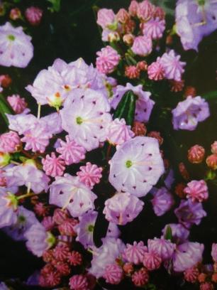 fazie rozwoju. Wymaga gleb kwaśnych i osłoniętych, zacisznych stanowisk. Stanowisko półcieniste, stanowisko cieniste. Kalmia polifolia Zimozielony, niski krzew do wys. 50 cm.