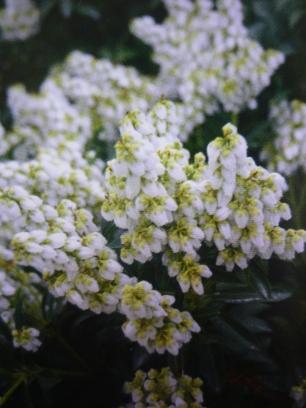 wtedy brązowoczerwone. Stanowisko półcieniste, stanowisko cieniste. Pieris japoński Pieris japonica 'Debutante' Zimozielony krzew do około 100 cm wys.