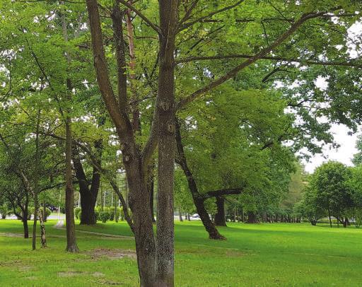 Widok i otoczenie parku Duża powierzchnia terenów zielonych Dzielnica Rembertów