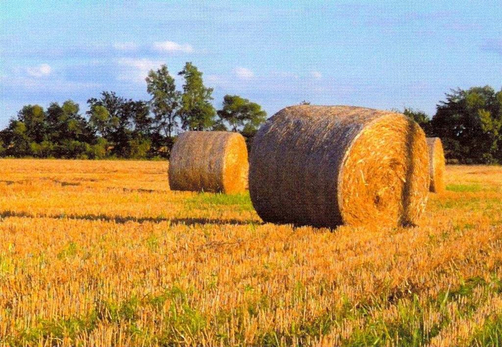 Biomasa: Surowiec gospodarki światowej Autor: prof. zw. dr hab. inż.