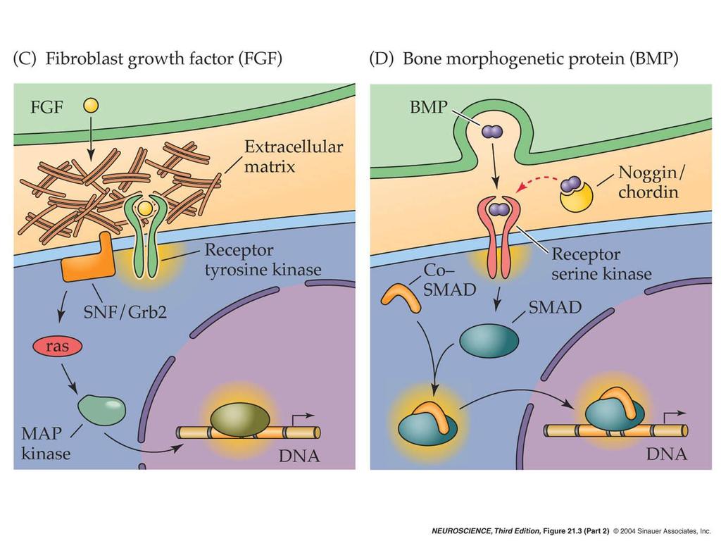 21.3 Major inductive signaling