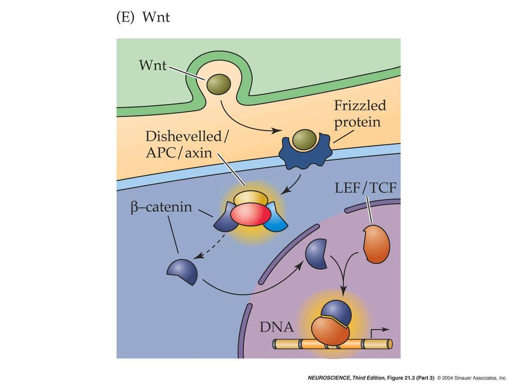 21.3 Major inductive signaling