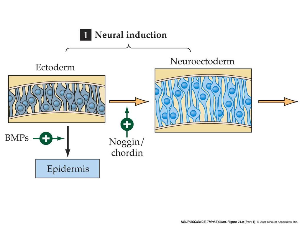 21.9 Mechanisms that guide neuronal and glial
