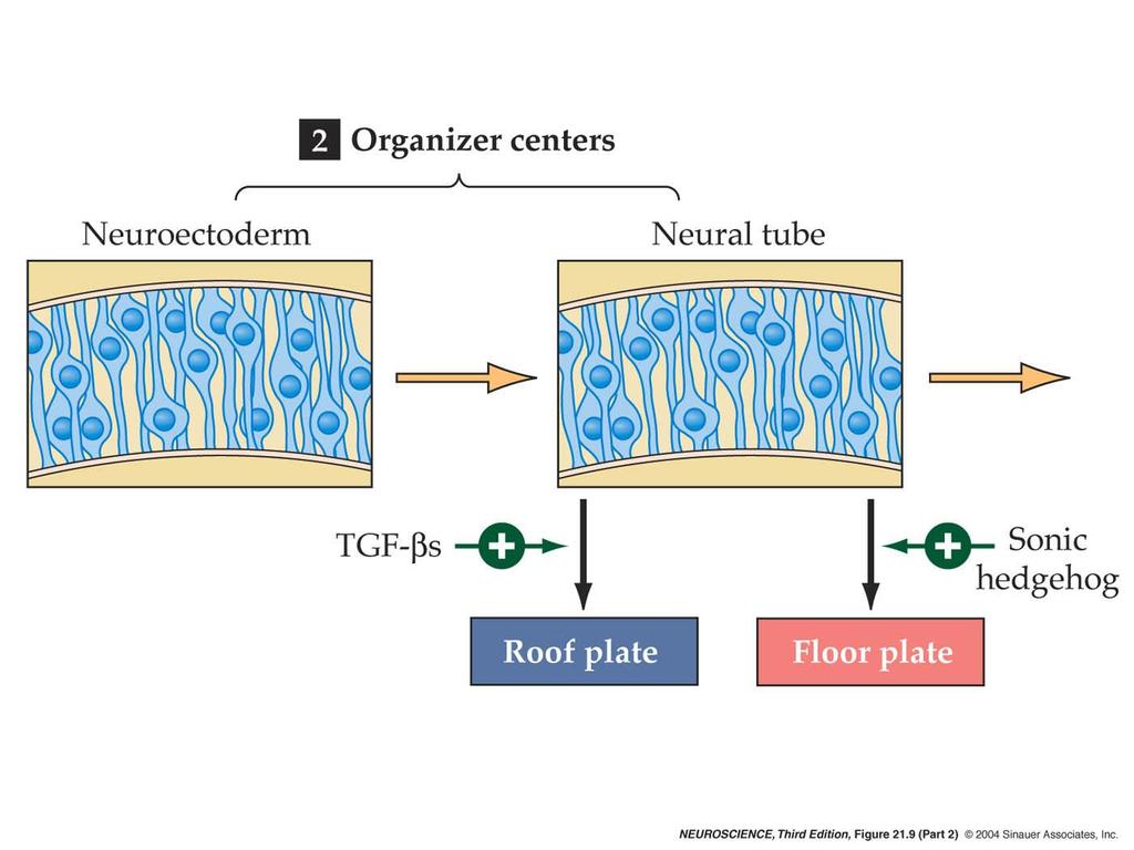 21.9 Mechanisms that guide neuronal and glial differentiation in the