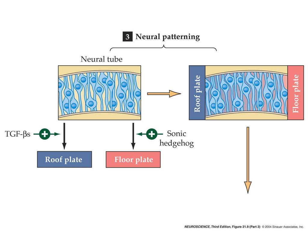 21.9 Mechanisms that guide neuronal and glial