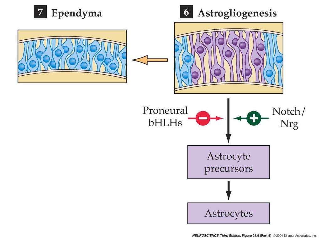21.9 Mechanisms that guide neuronal and glial