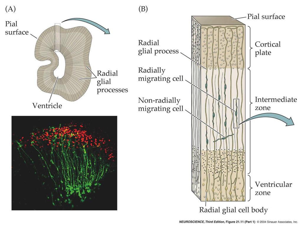 21.11 Radial migration in the developing cortex.