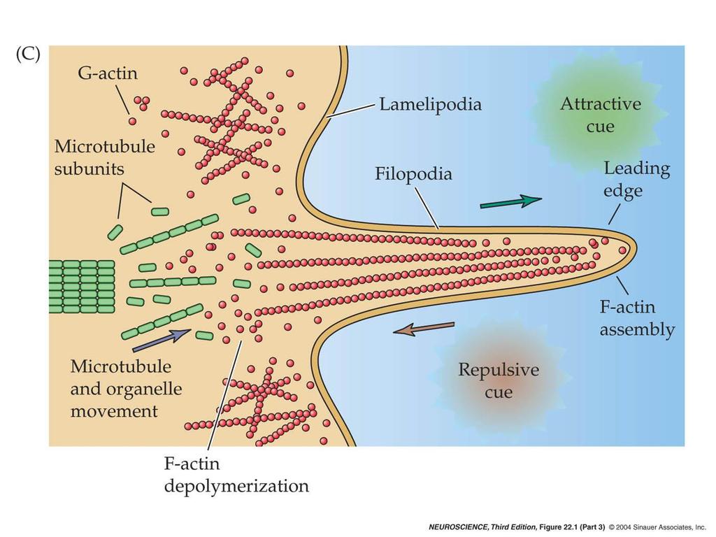 22.1 Basic structure of the growth