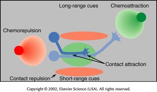 Wskazówki zewnętrzne działające na: duże dystanse (Long-range cues) i krótkie (short-range cues). Mogą być: przyciągające odpychające.