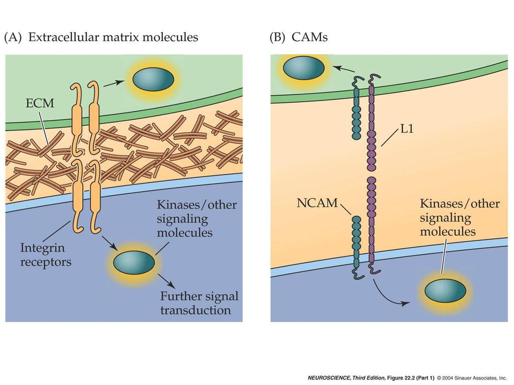 22.2 Major classes of axon