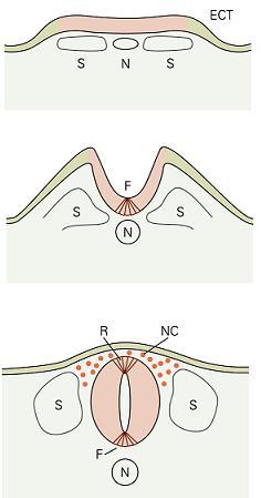 S Somites N Notochord ECT Ectoderm F Floor Plate