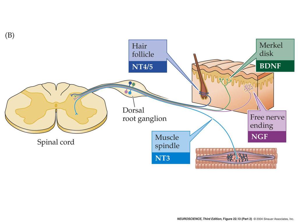 22.13 The influence of neurotrophins.