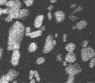 Structure of as extruded RS Al-4Fe-4Ni-5Mg alloy: (a) STEM image, (b) STEM image and distribution of elements Fe, Ni, Mg in a sample deformed at 500 o C with true strain of ε t 0.4 (STEM/EDS) Mg 4.