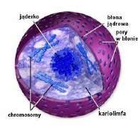 Wykład: 2 JĄDRO KOMÓRKOWE I