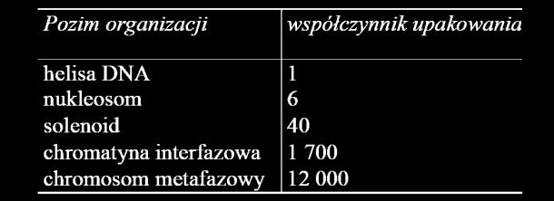 DNA w chromosomach jest silnie skondensowany!