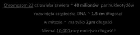 cząsteczka DNA ~ 1.